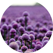 Wholesale Purple Prom Dresses UK
